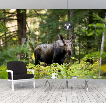 Picture of A Young Moose in the Woods of New Hampshire